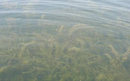 水質(zhì)生物監(jiān)測 水質(zhì)生物監(jiān)測