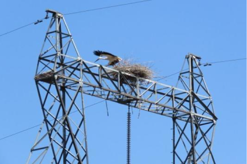 電纜鳥(niǎo)害故障 電纜鳥(niǎo)害故障